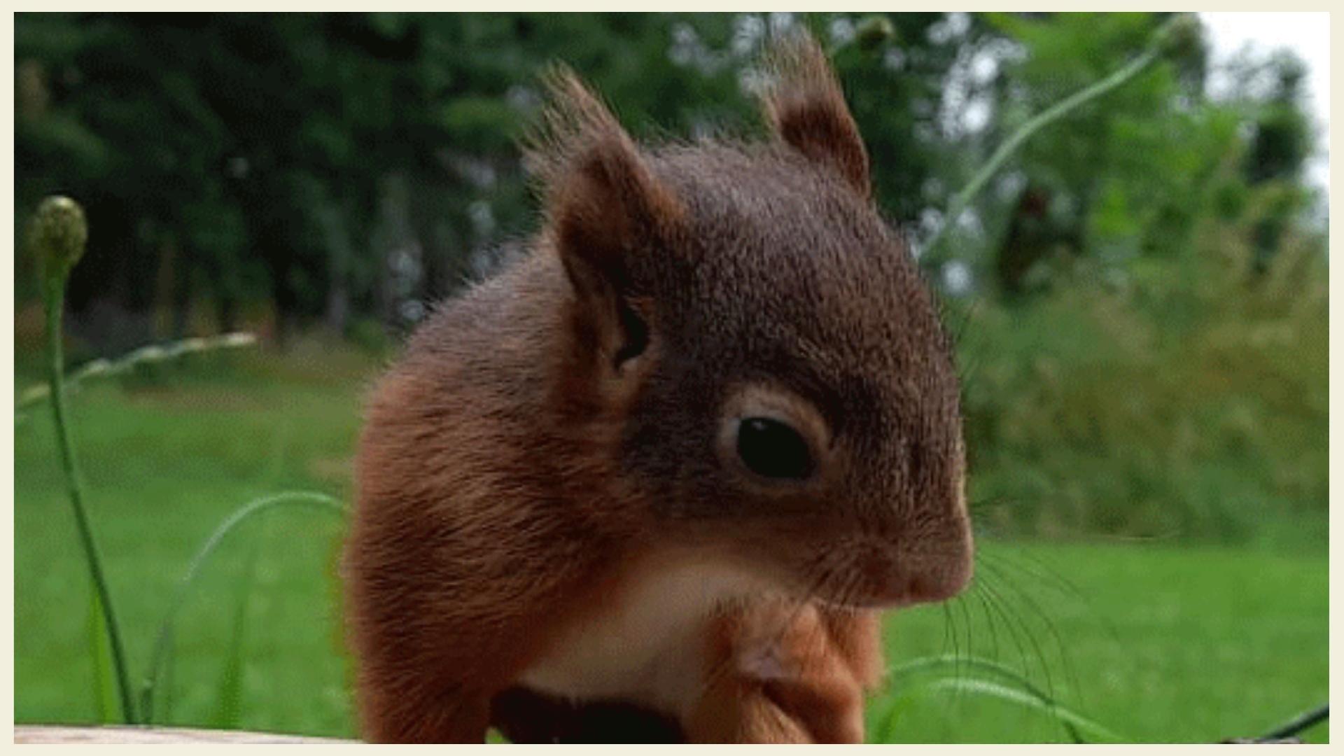 Squirrly das Eichhörnchen